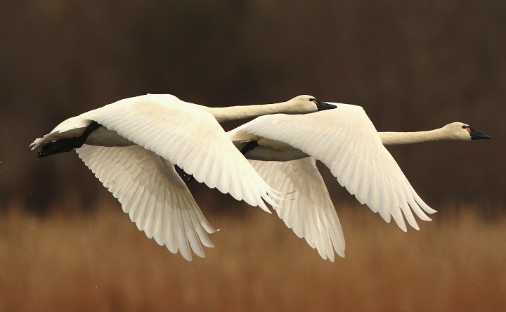 Sam's Field Notes: Wildlife Festivals Ahead | Coastal Review