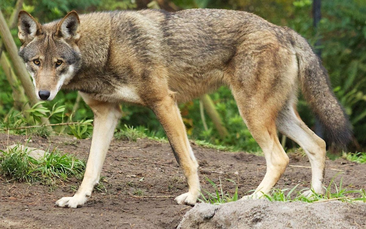 A captive red wolf. Photo: B. Bartel/U.S. Fish and Wildlife