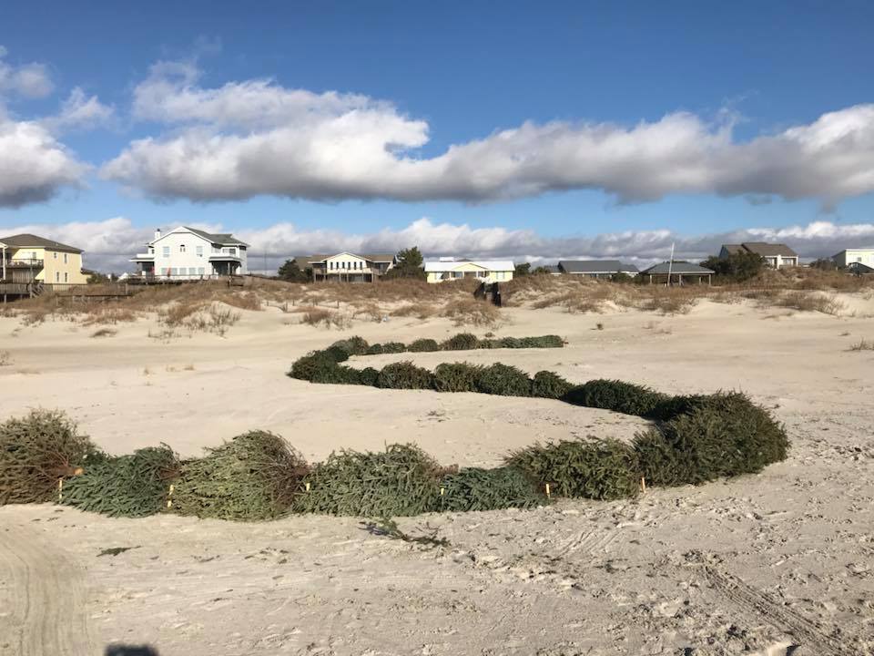 Natural Christmas trees are placed on the beach in Emerald Isle by the Surfrider Foundation Bogue Banks Chapter in 2017 during its first Christmas tree dune restoration project. Photo: Surfrider Bogue Banks