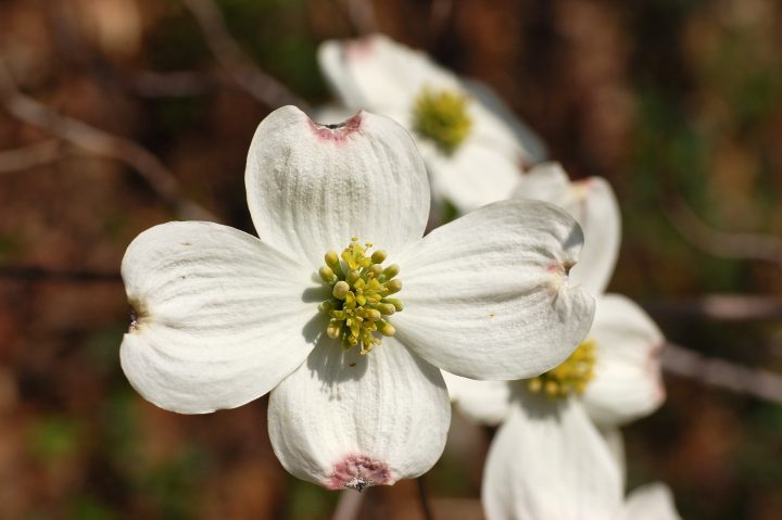 A dogwood tree in bloom. Flowing dogwood, along with several other tree species, will be available during the 24th annual TreeFest. File photo