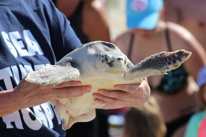 A staff member of Karen Beasley Sea Turtle Rescue and Rehabilitation Center carries a rehabilitated sea turtle. Photo: Pender County Tourism