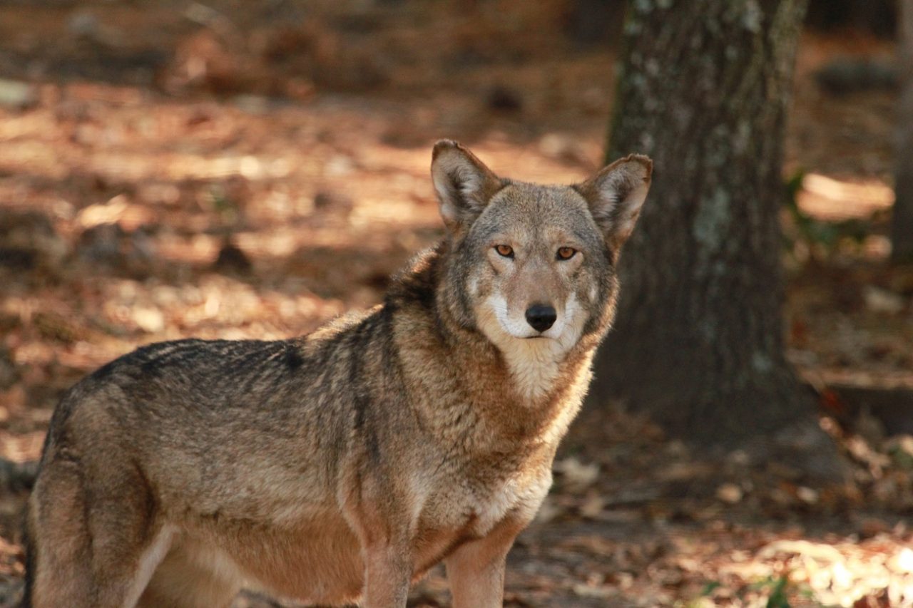 A red wolf. Photo: Sam Bland