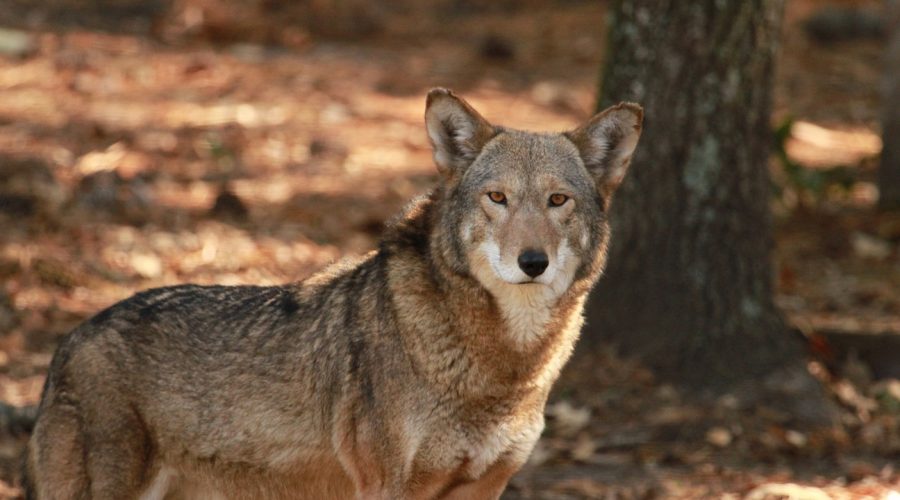 A red wolf. Photo: Sam Bland