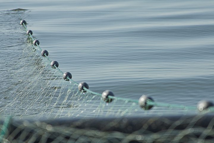 Fisheries staff to monitor commercial gill net operations