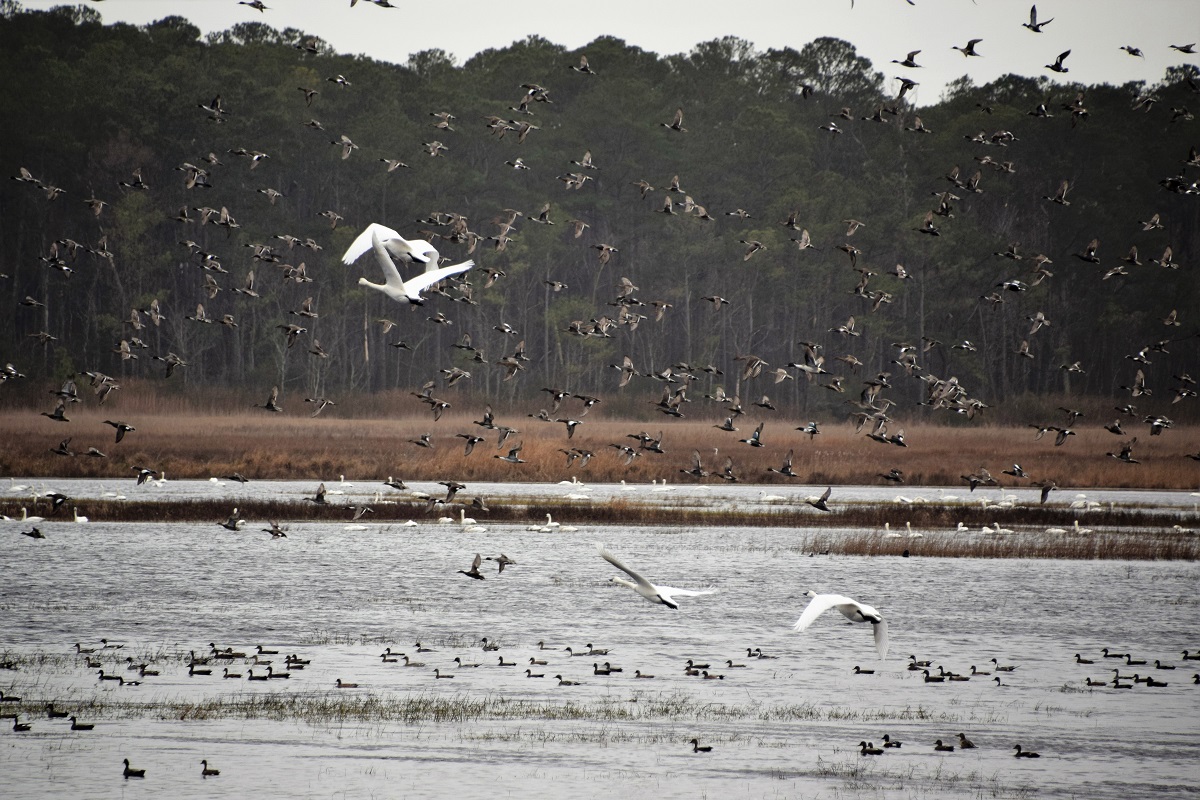 Lake Mattamuskeet is known for attracting migratory waterfowl. Photo: Mark Hibbs