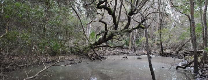 sæt Gå i stykker vedtage Southern Trails at Bald Head Reserve Reopen | Coastal Review