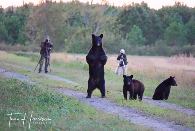 Plymouth Set to Celebrate Black Bears | Coastal Review