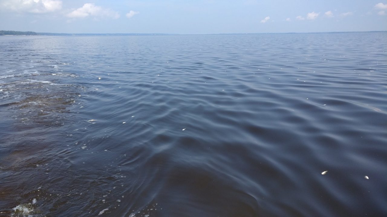 This fish kill on the Neuse River in May 2019 affected as many as 2,000 croakers, gizzard shad, pinfish and menhaden. Each white spot is a dead fish. Photo: Division of Marine Fisheries