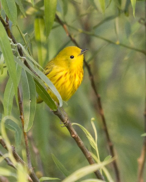 Warblers and Shorebirds and Terns, Oh My! | Coastal Review