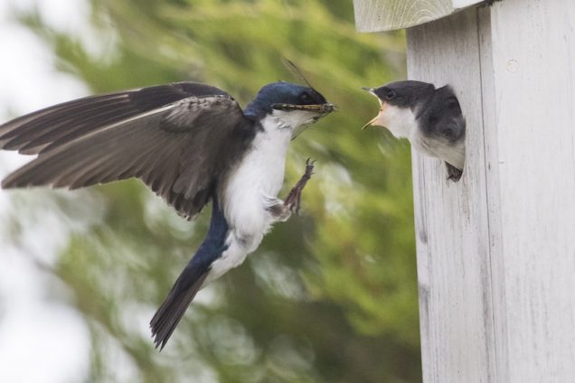 Warblers And Shorebirds And Terns, Oh My! 