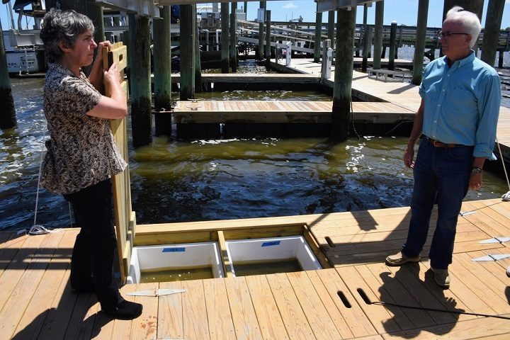 Ami E. Wilbur, UNCW Shellfish Research Hatchery director, demonstrates for Tom Looney, a North Carolina Coastal Federation board member, a marina-based floating upweller system, or FLUPSY, in this file photo.