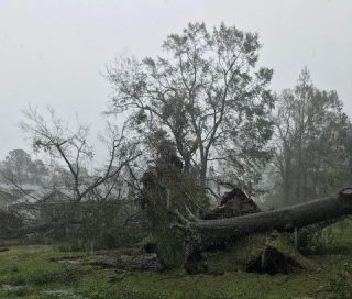 Leland Proposes Rules to Preserve Trees | Coastal Review