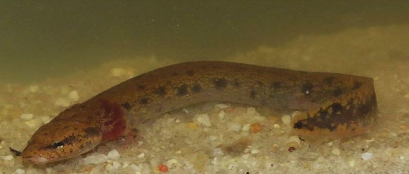 freshwater dogfish with legs