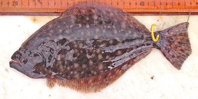 A southern flounder. Photo: Division of Marine Fisheries