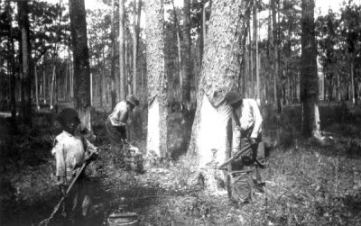 https://coastalreview.org/wp-content/uploads/2019/08/Turpentine-workers-in-Florida-late-19th-or-early-20th-century.-400x251.jpg