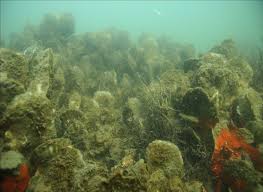 underwater oyster bed