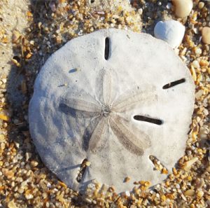 How to Find the Sand Dollar