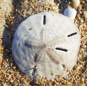 Sand Dollars on the Beach and in the Water - Bay Nature