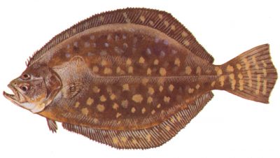 Southern flounder. Image: NCDMF