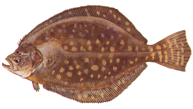 Southern flounder. Image: NCDMF
