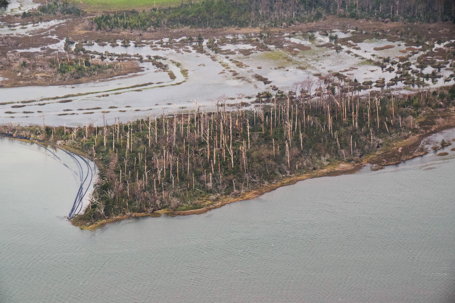 A "ghost forest" in eastern North Carolina bears the signs of saltwater intrusion associated with rising sea levels. Photo: Mark Hibbs/Southwings