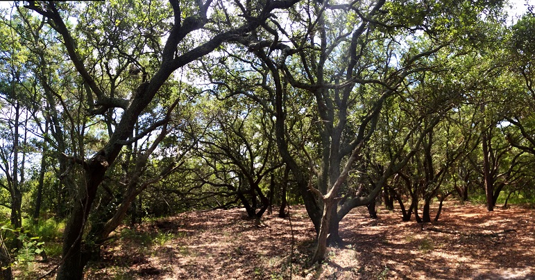 Currituck Banks Reserve. Photo: NCDEQ