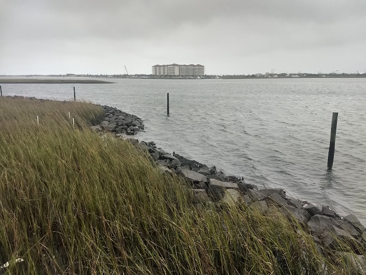 living-shoreline-proponents-tout-examples-coastal-review