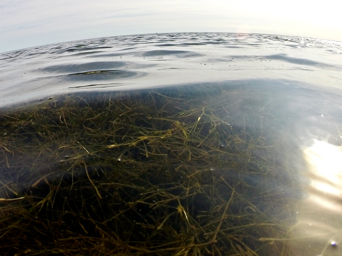 Scientists say studying submerged aquatic vegetation can provide clues to the coast's overall health. Photo: APNEP