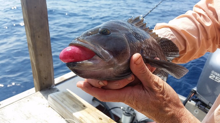 Research Helps Survival of Released Fish