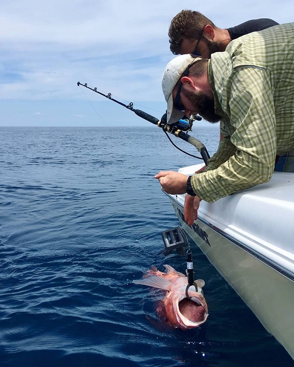 Increasing Survival Rates of Discarded Red Snapper: Best Release Strategies  – AFS Fisheries Science Blog