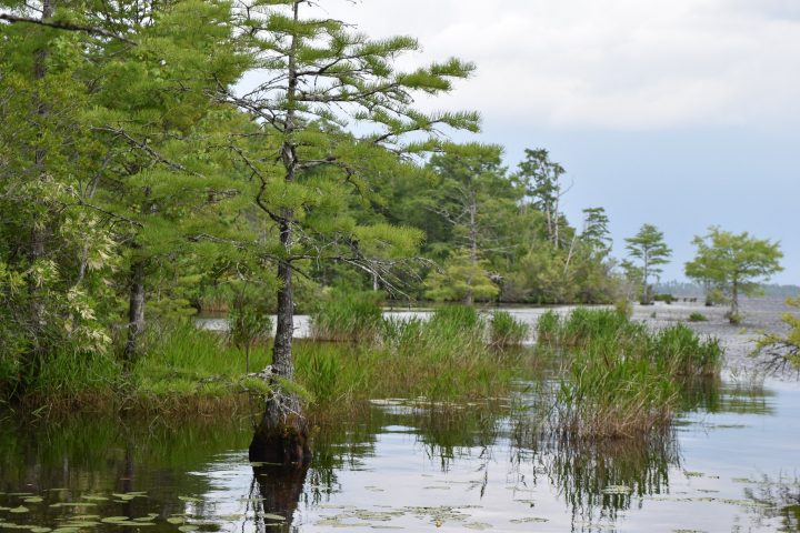 Upland Forest - Atlantic Coast Joint Venture