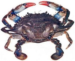 blue crab season florida blue crab season florida