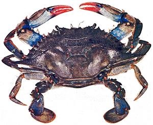 blue crab season florida