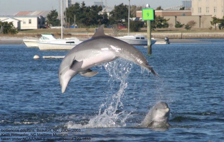 Three dolphins strand at NJ shore beaches