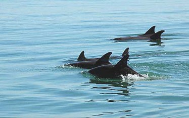 Bill would make bottlenose dolphin official North Carolina marine