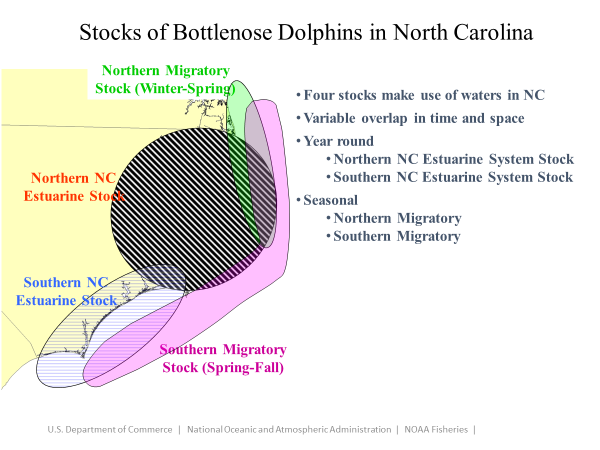 Where Do Dolphins Live Year-Round in NC Waters? - Hook, Line and Science