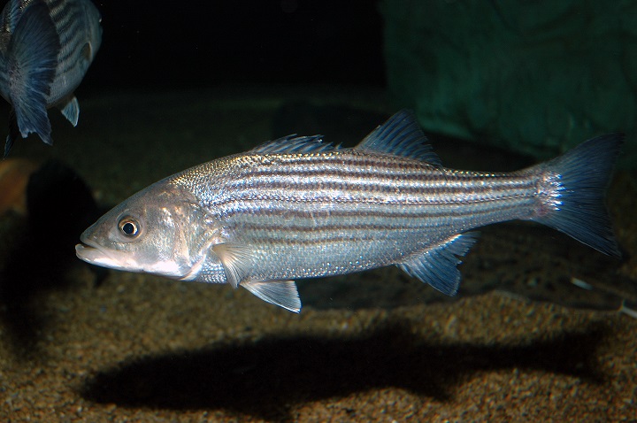 Striped Bass Face Pollution, Overfishing