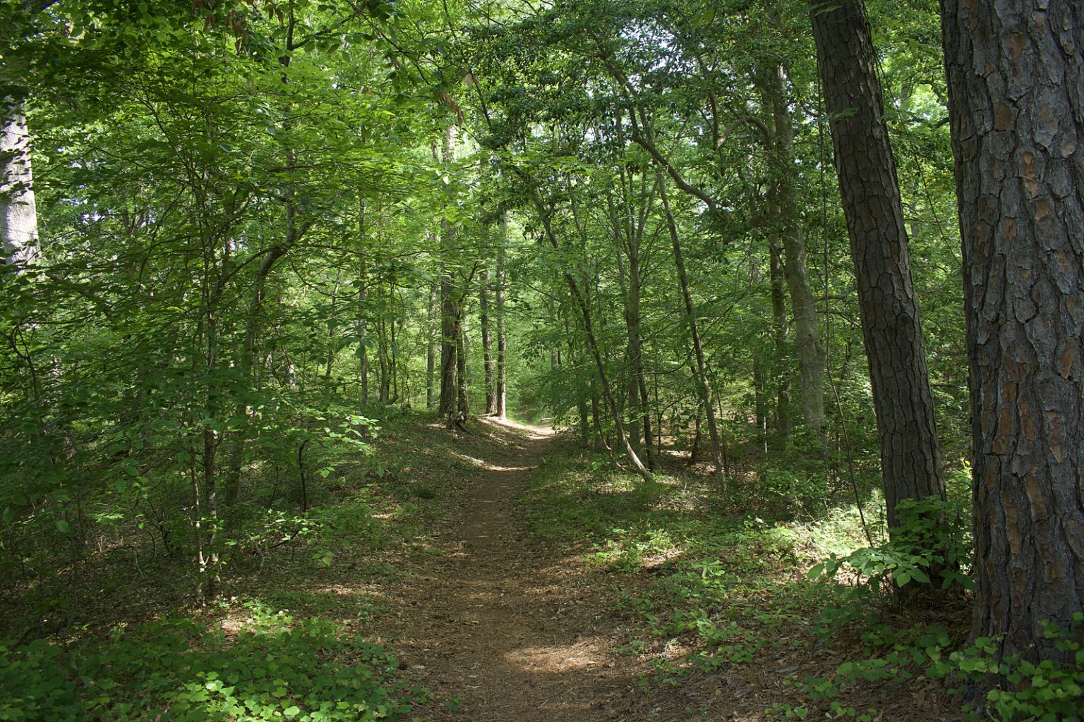 Preservation Is Purpose At Kitty Hawk Woods | Coastal Review