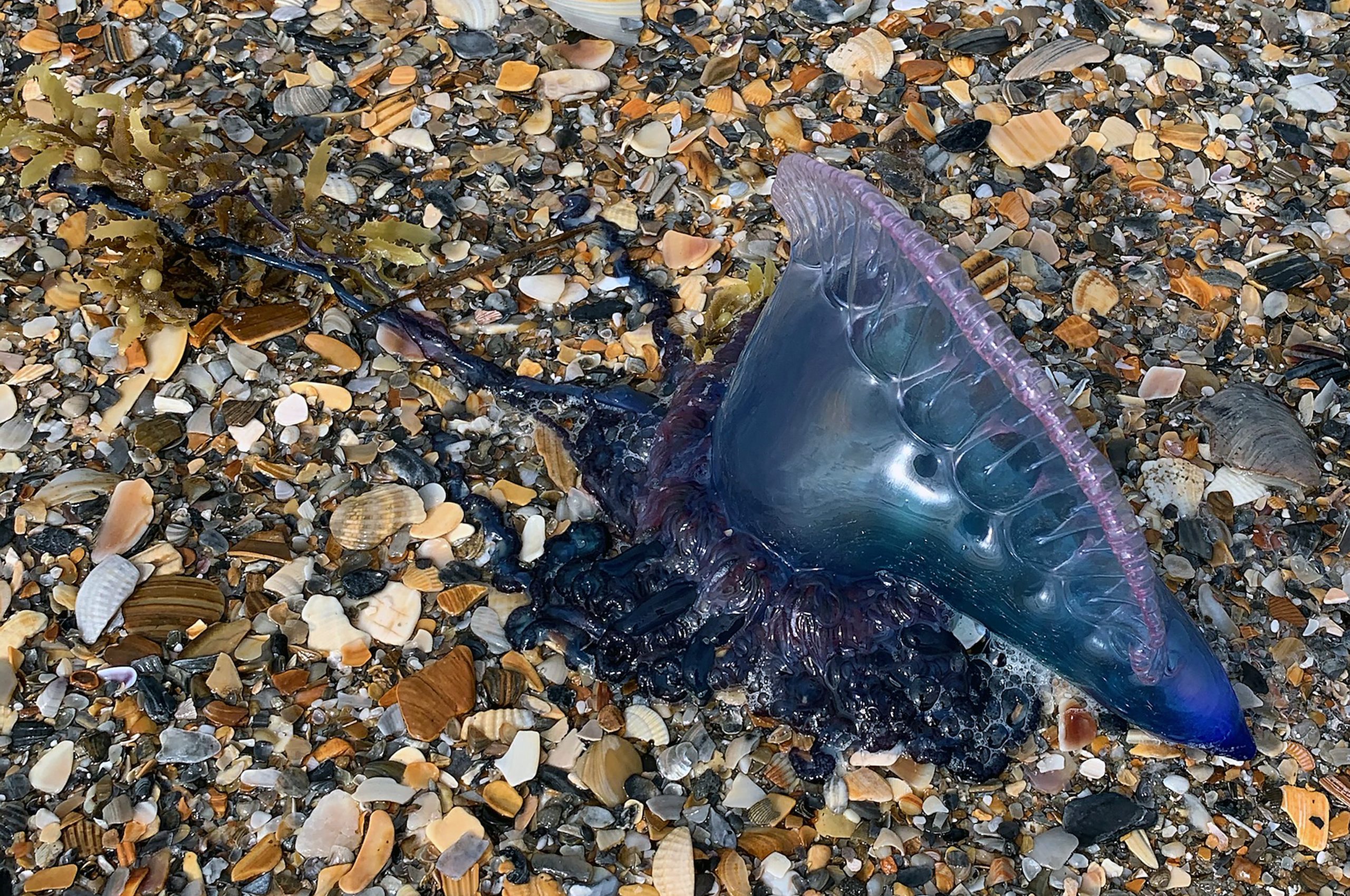 man of war jellyfish on beach