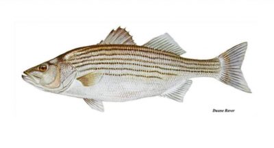 A striped bass. Illustration: Duane Raver/Division of Marine Fisheries