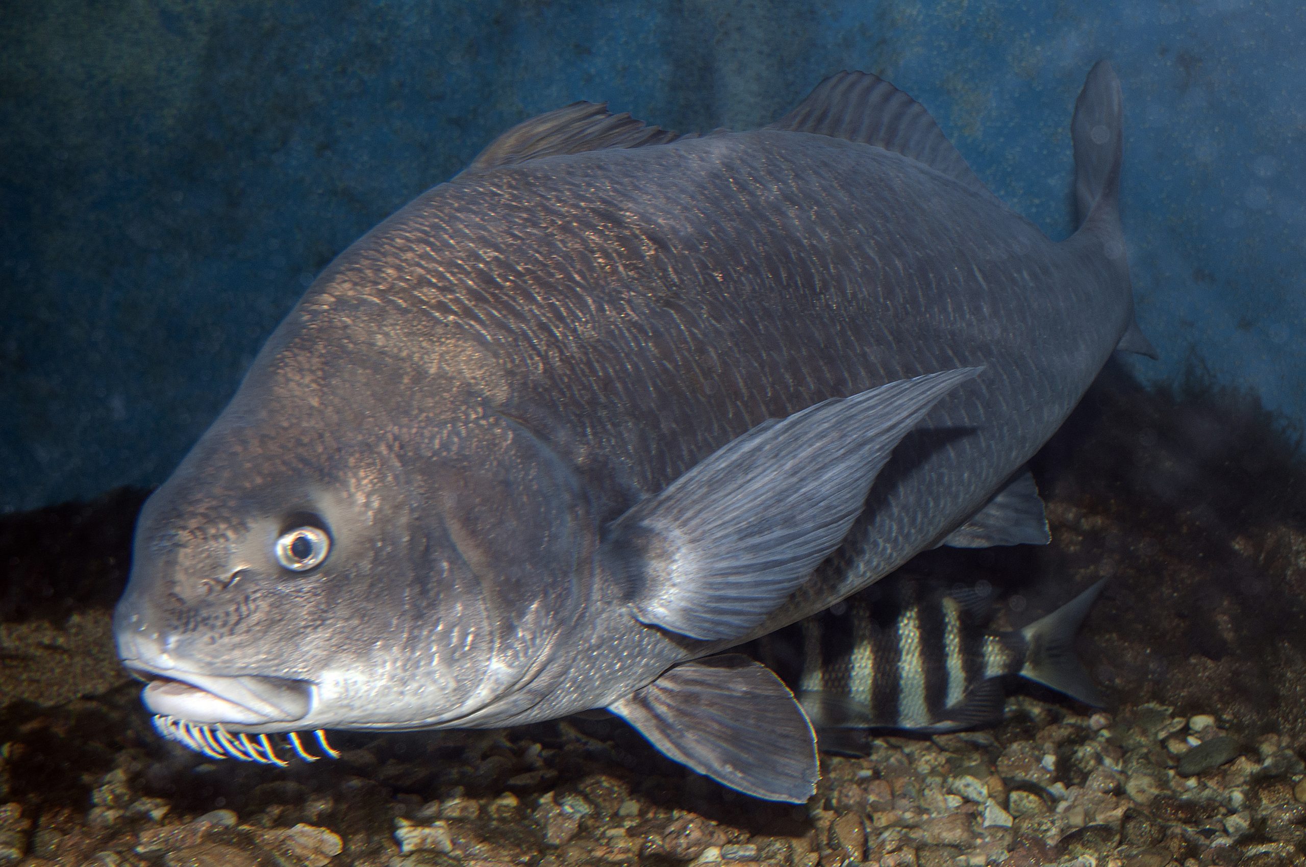 Aflați ce este pe linie: SheepsheadAflați ce este pe linie: Sheepshead  