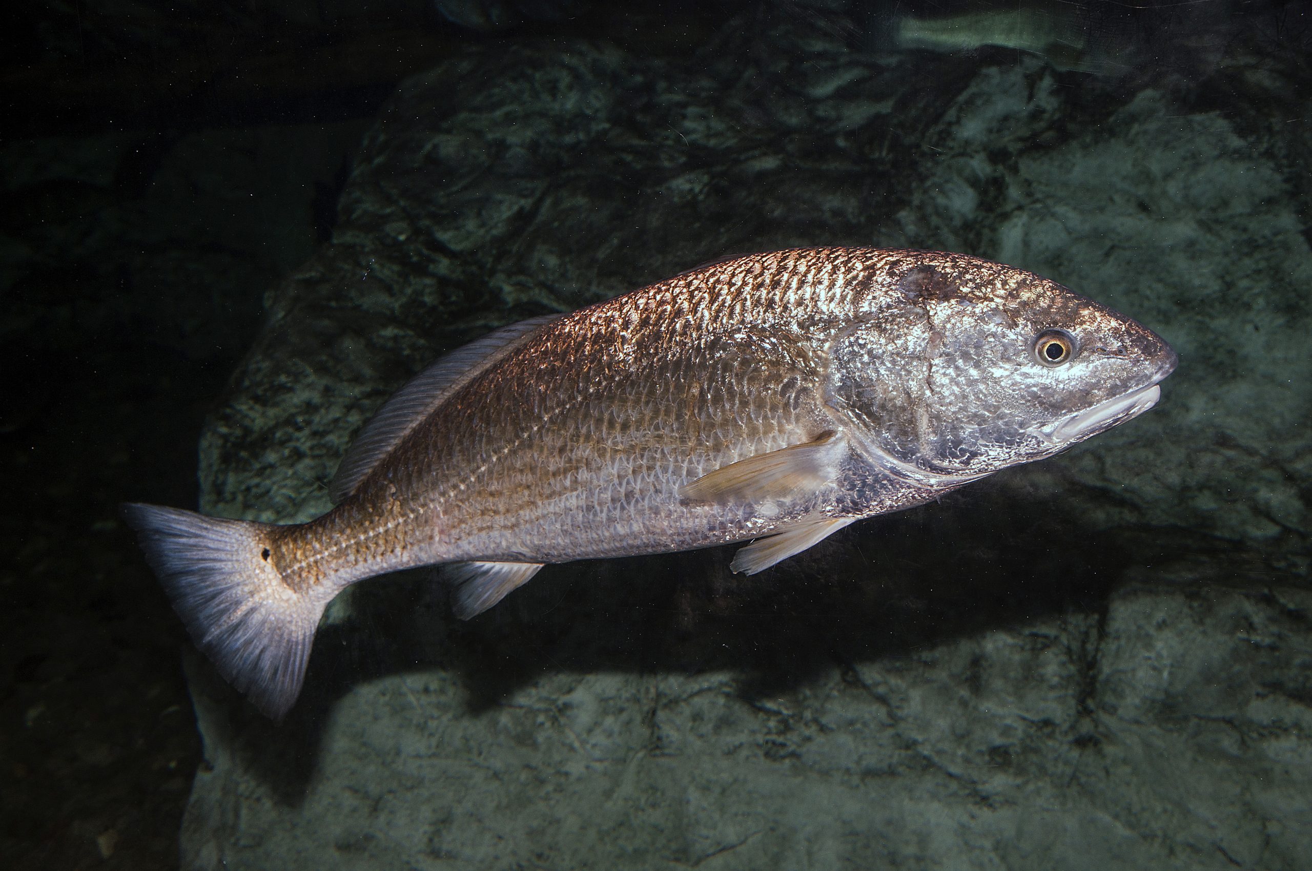 Red Drum – Discover Fishes