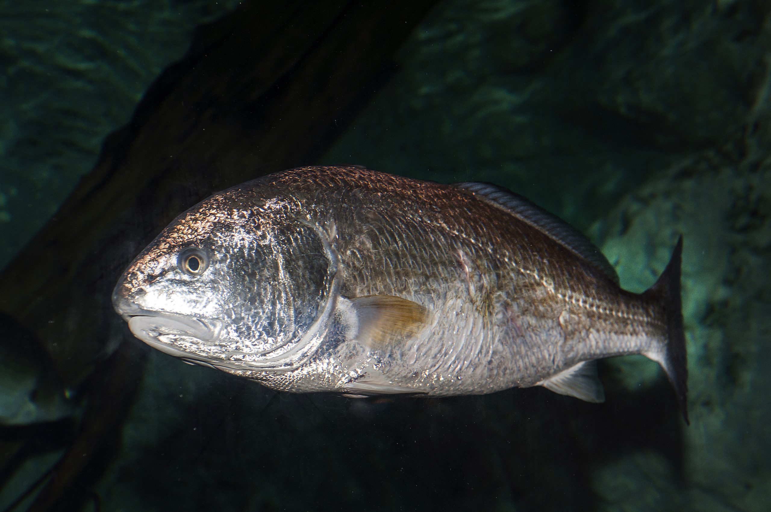 Tiny Canal Holds Huge Schools Of Giant Fish (Fishing Saltwater In Florida)  Catching Big Black Drum 