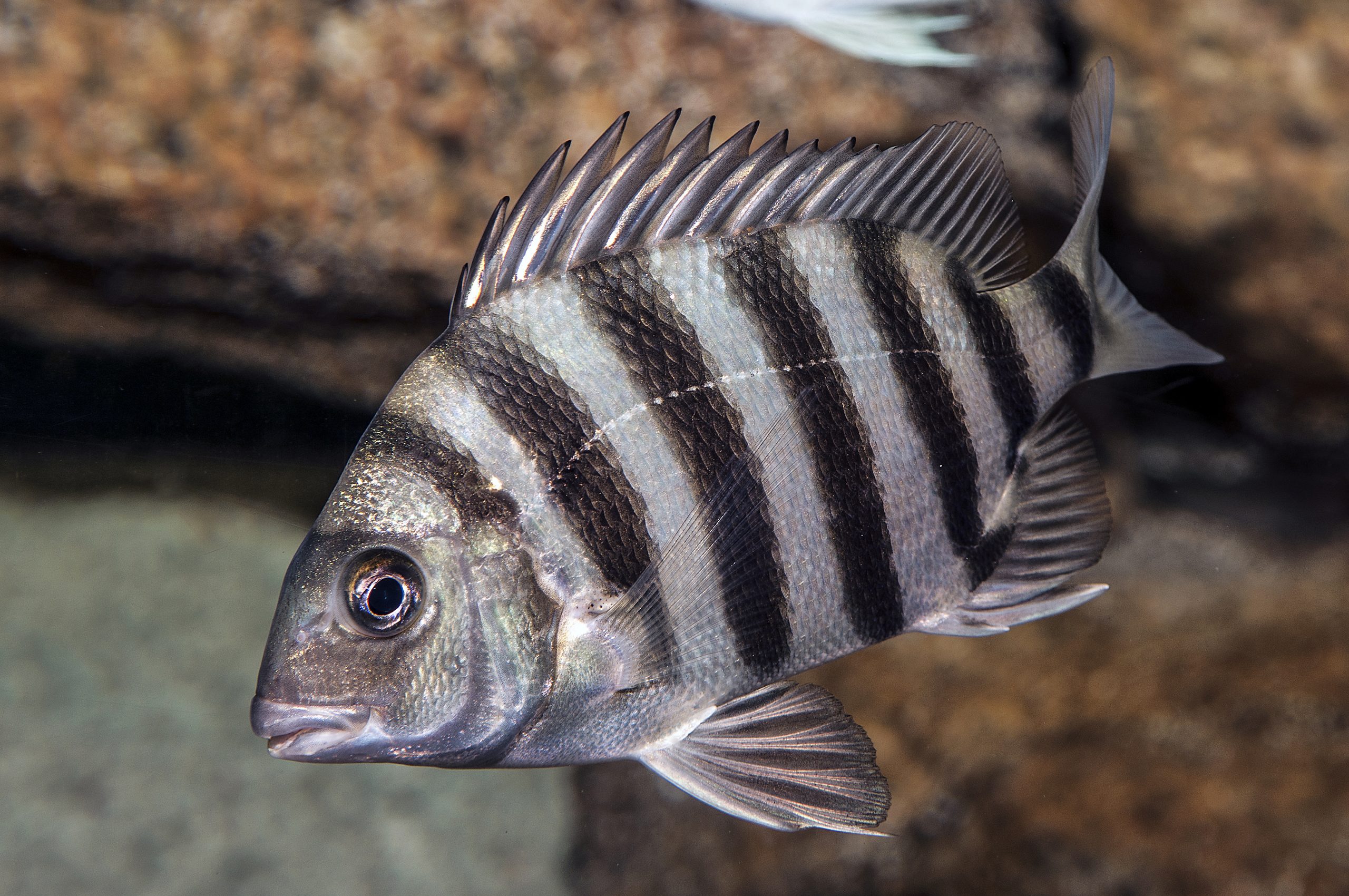 sheepshead fish