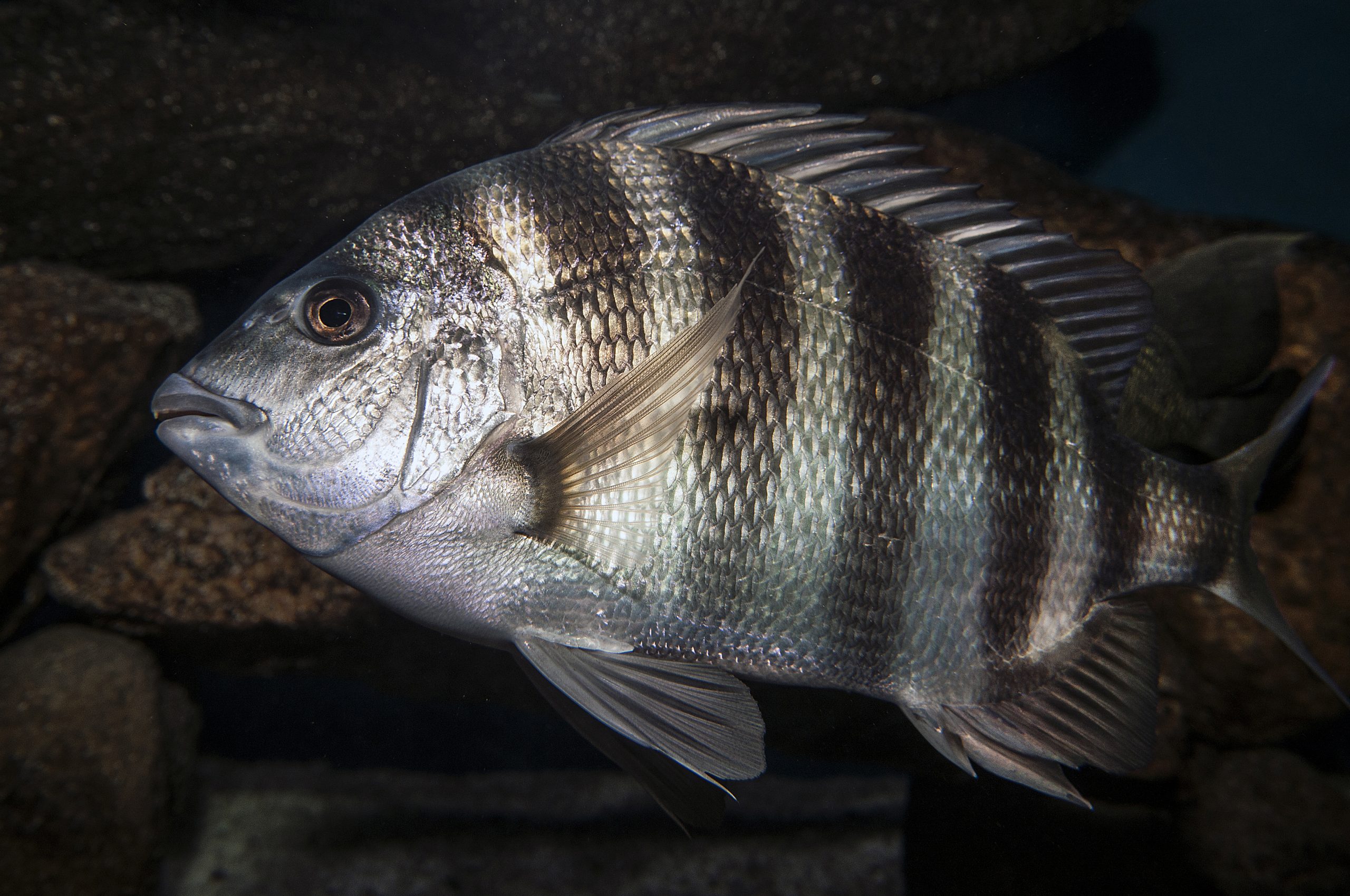 picture of a sheepshead fish teeth