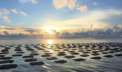 A shellfish farm. A planned exhibit at the N.C. Aquarium at Pine Knoll Shores will feature displays and information on aquaculture, sustainable fisheries and coral propagation. Photo: Division of Marine Fisheries