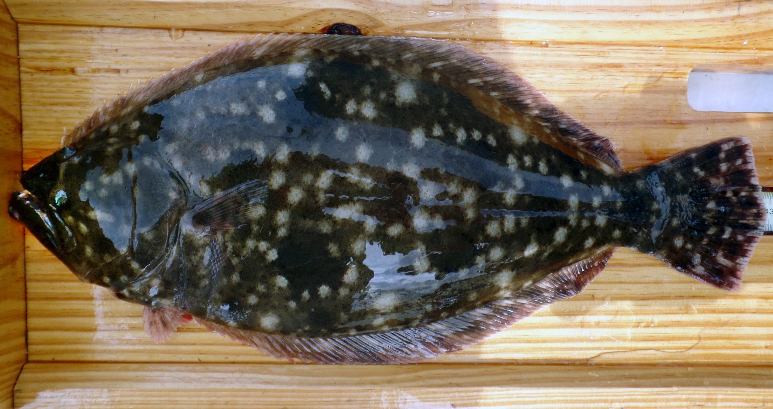 Southern Flounder  Learn With the South Carolina Aquarium