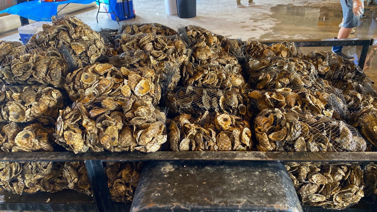 Single Spat Shell Spat-On-Shell Project to Restore Wild Oysters | Coastal Review