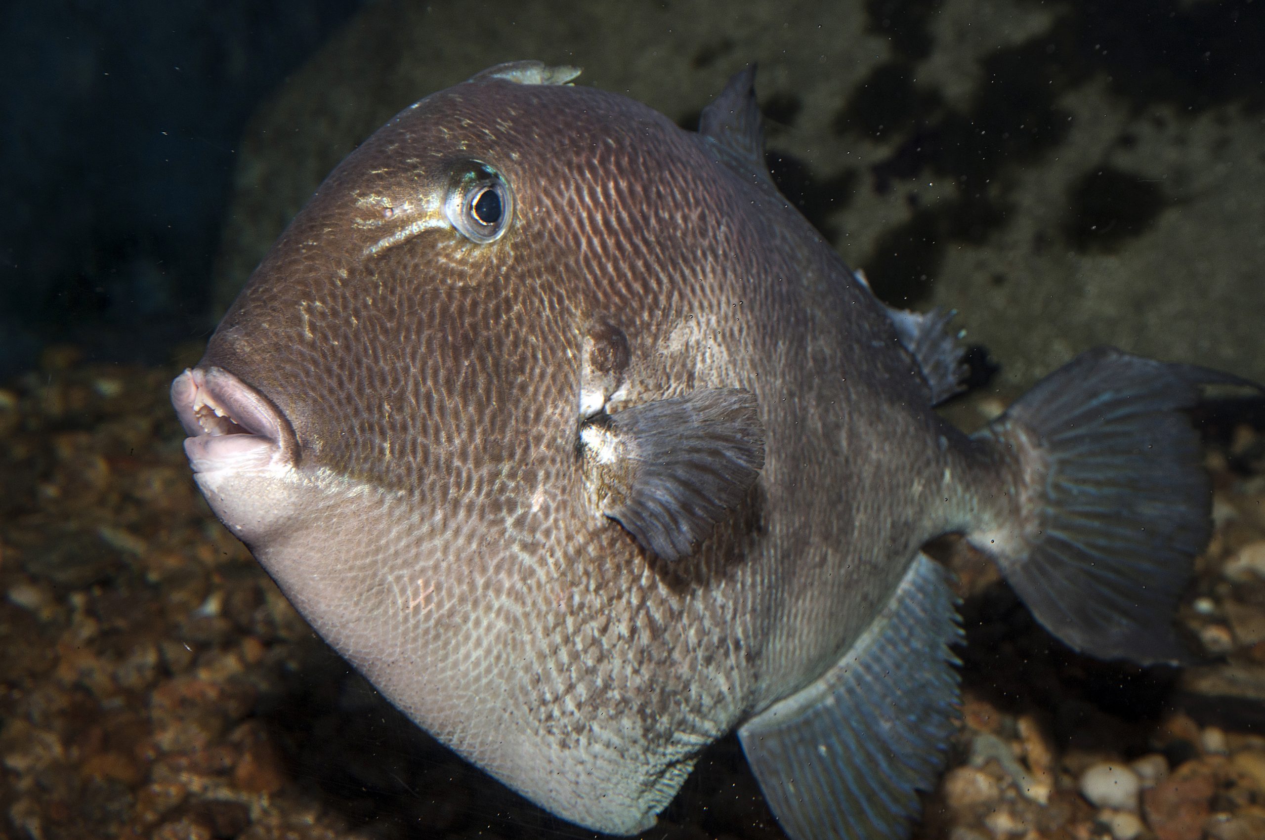 Commercial fishing snapper with a bandit reel 