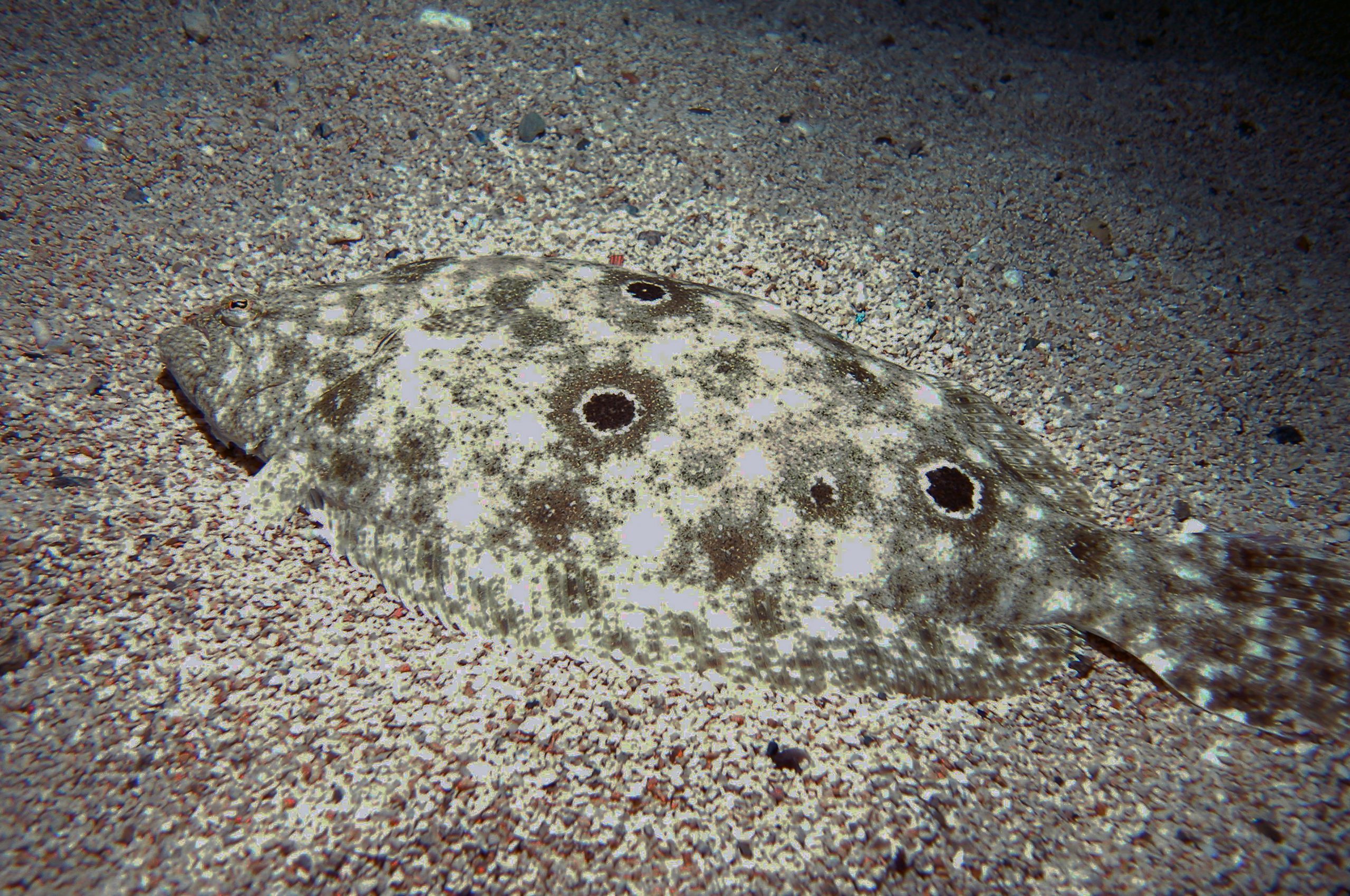 Southern Flounder  Learn With the South Carolina Aquarium